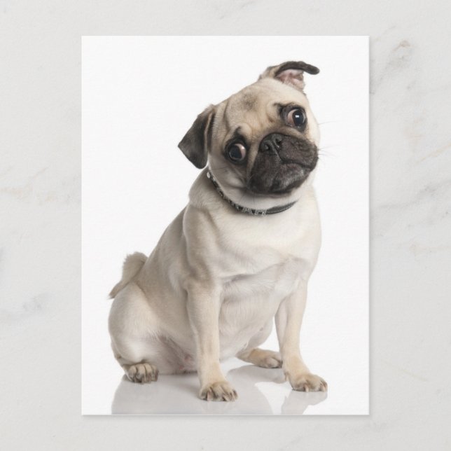 Mops Postkarte (Vorderseite)