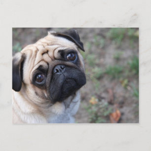 MOPS POSTKARTE