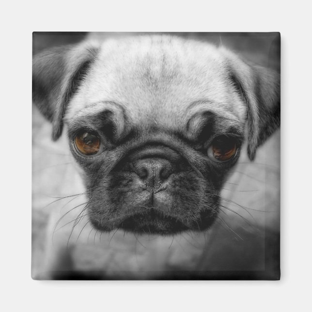 Mops Pup Magnet (Vorne)