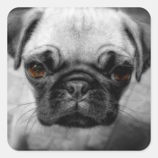 Mops Pup Quadratischer Aufkleber (Vorderseite)