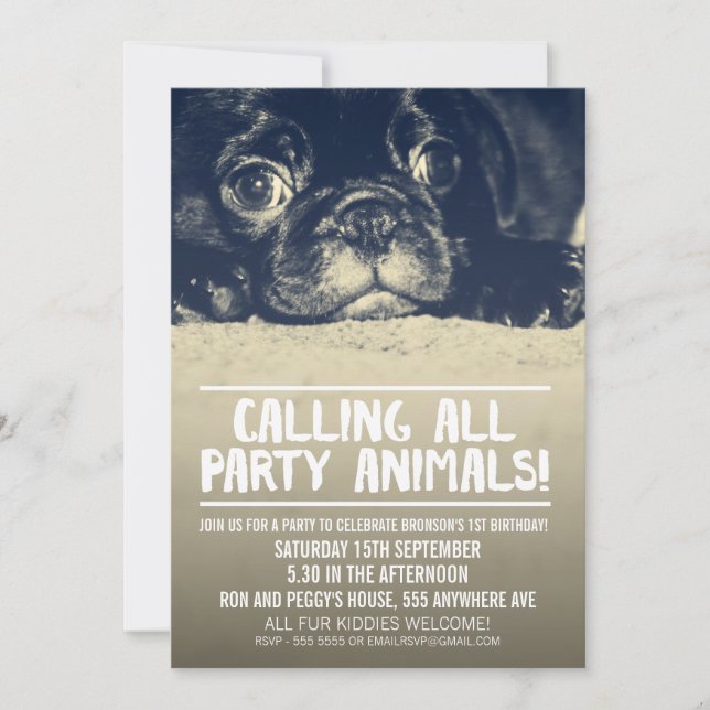 Mops Puppy Dog Party Einladung [Vollblutes Foto] (Vorderseite)