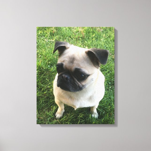 Mops Puppy Foto Leinwanddruck (Vorderseite)