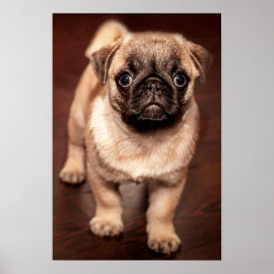 Mops Puppy Poster