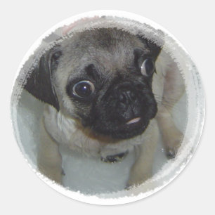 Mops Puppy Runder Aufkleber
