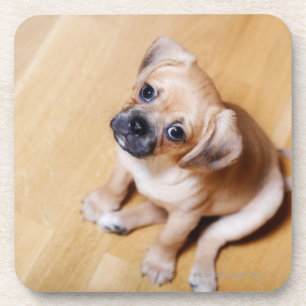 Mops-querer unbekümmerter Königcharles Spaniel Getränkeuntersetzer