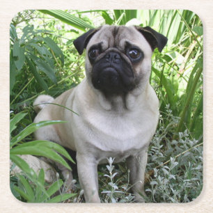 Mops Rechteckiger Pappuntersetzer