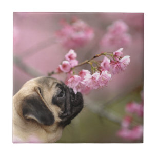 Mops riecht Kirschblüten Fliese