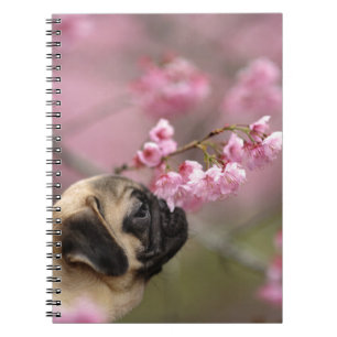 Mops riecht Kirschblüten Notizblock