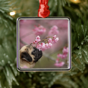 Mops riecht Kirschblüten Ornament Aus Metall
