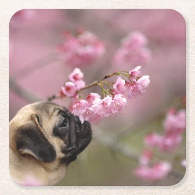 Mops riecht Kirschblüten Rechteckiger Pappuntersetzer (Vorderseite)