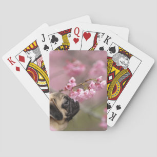 Mops riecht Kirschblüten Spielkarten