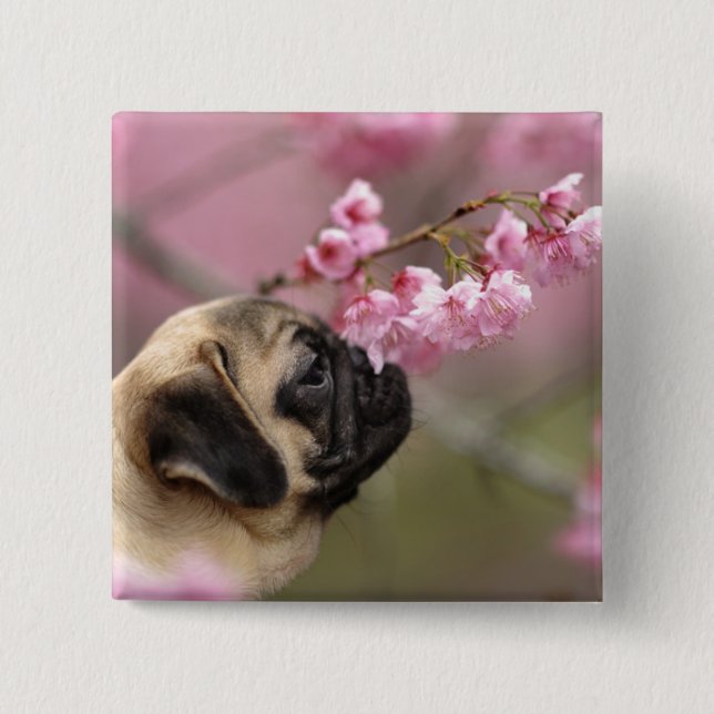 Mops riecht nach Kirschblüten Button (Vorderseite)