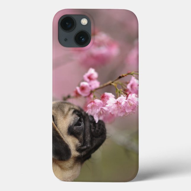 Mops riecht nach Kirschblüten Case-Mate iPhone Hülle (Rückseite)