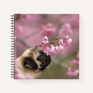 Mops riecht nach Kirschblüten Notizbuch