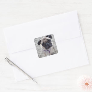 Mops-Schließung Quadratischer Aufkleber