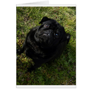 Mops schwarz
