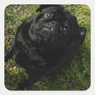 Mops schwarz quadratischer aufkleber