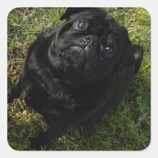 Mops schwarz quadratischer aufkleber (Vorderseite)