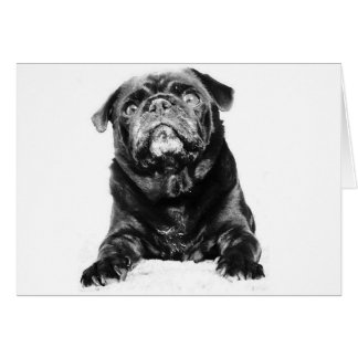 Mops - Schwarzer MOPS Schwarz & Weiß