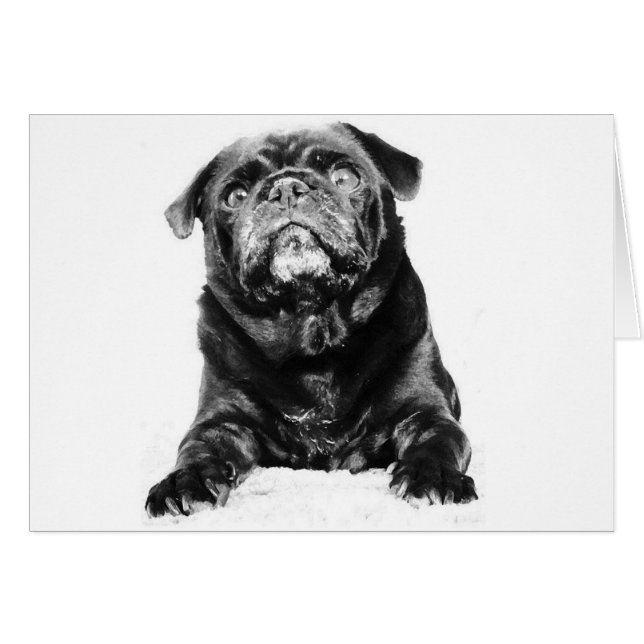 Mops - Schwarzer MOPS Schwarz & Weiß (Vorderseite (Horizontal))