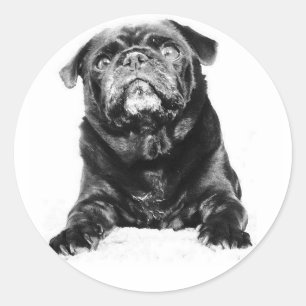 Mops - schwarzes MOPS Schwarzes u. Weiß Runder Aufkleber