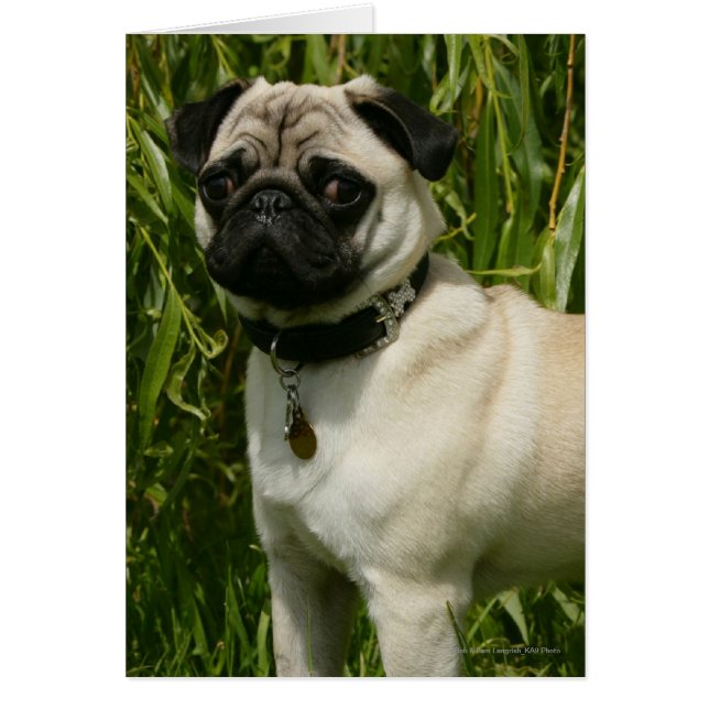 Mops sieht Kamera an (Vorne)