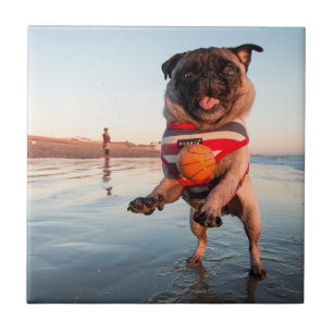 Mops spielen am Strand Fliese
