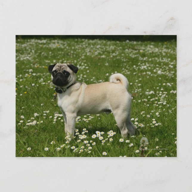 Mops spielen in Blume Postkarte (Vorderseite)
