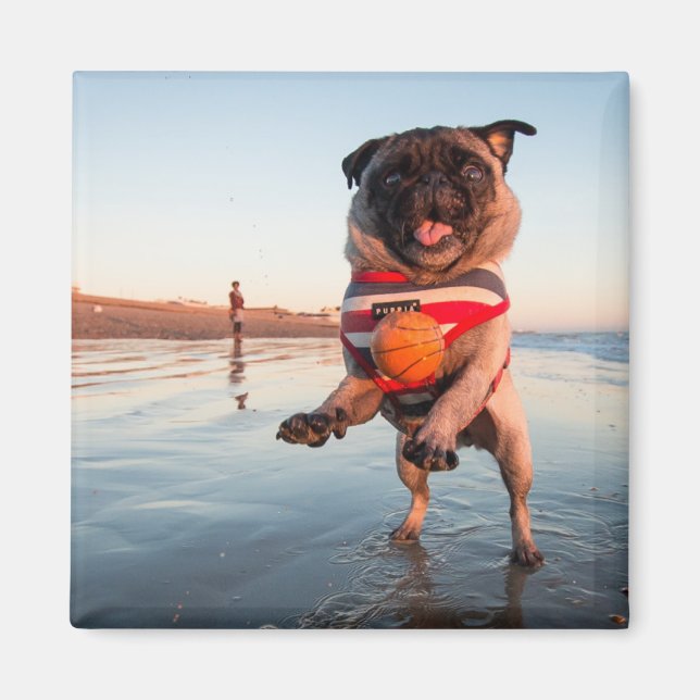 Mops spielt Ball am Strand Magnet (Vorne)