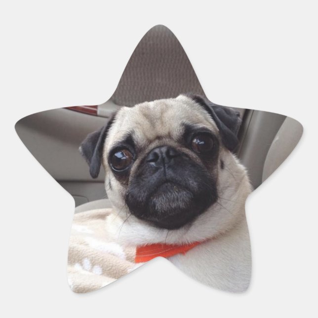 Mops Stickers (Vorderseite)