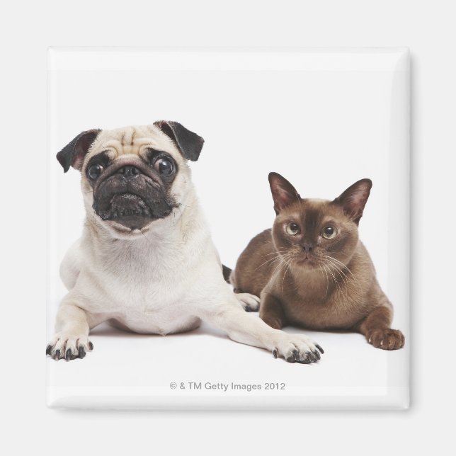 Mops und birmanische Katze Magnet (Vorne)