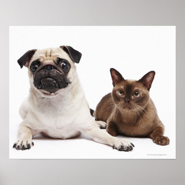 Mops und birmanische Katze Poster (Vorne)