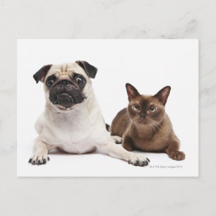 Mops und birmanische Katze Postkarte