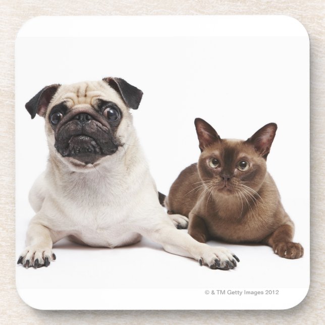 Mops und birmanische Katze Untersetzer (Vorderseite)