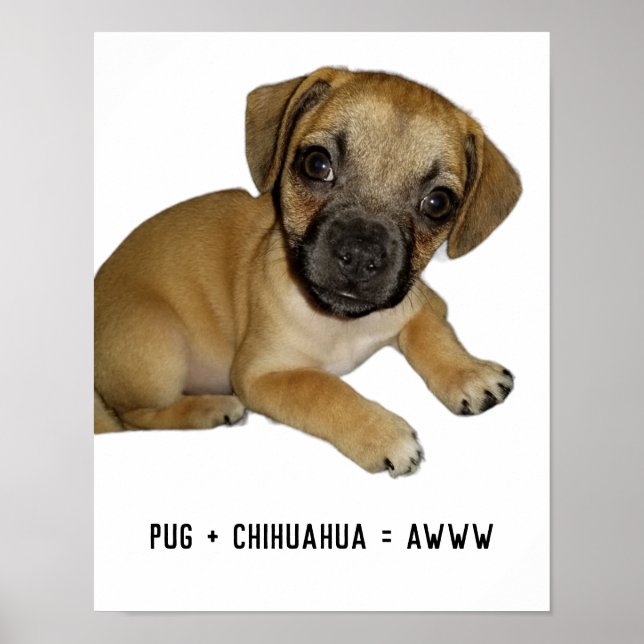 Mops und Chihuahua Niedlicher Hund Welpe Mix je Poster (Vorne)