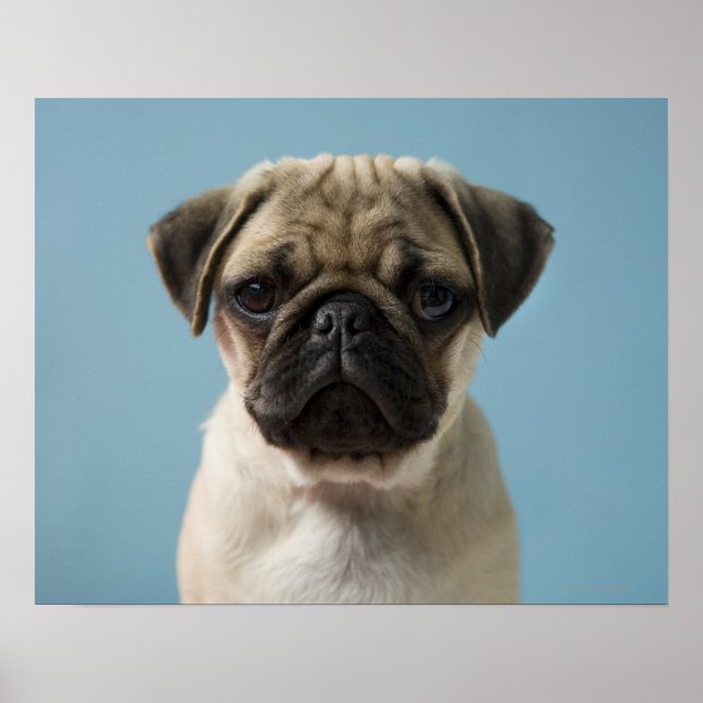 Mops Welpe gegen blauen Hintergrund Poster (Vorne)
