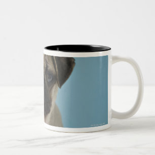 Mops-Welpe gegen blauen Hintergrund Zweifarbige Tasse