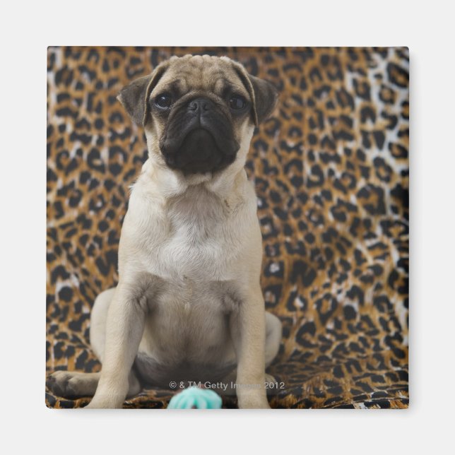 Mops Welpe gegen Tierdruck 2 Magnet (Vorne)