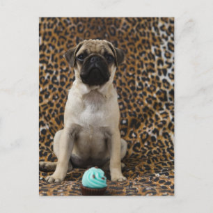 Mops Welpe gegen Tierdruck 2 Postkarte