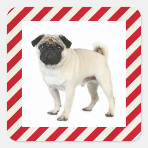 Mops Welpe Hund Rot & Weiß Streifen Aufkleber / Et
