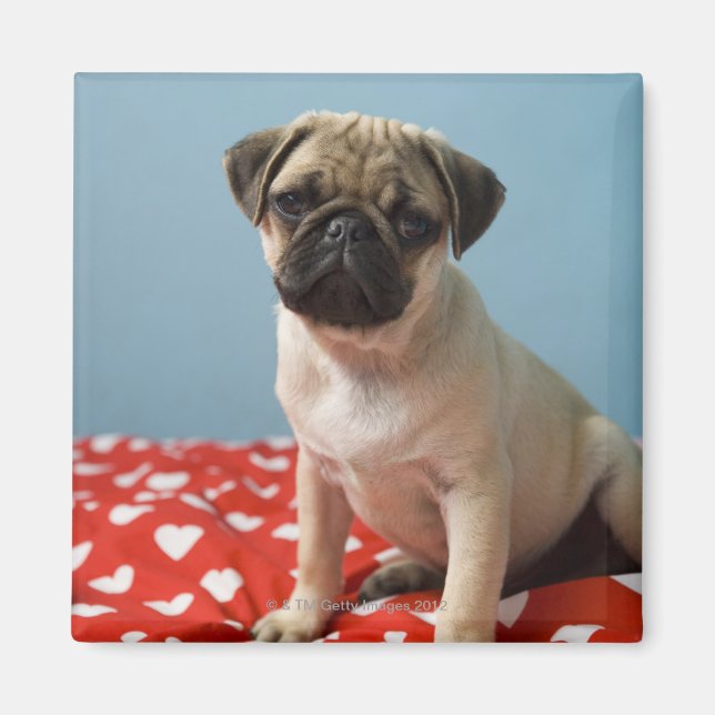Mops Welpe im Bett Magnet (Vorne)