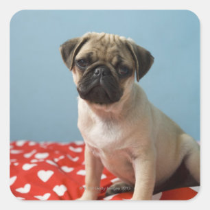 Mops Welpe im Bett Quadratischer Aufkleber