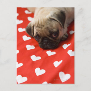Mops Welpe liegt im Bett, nah Postkarte
