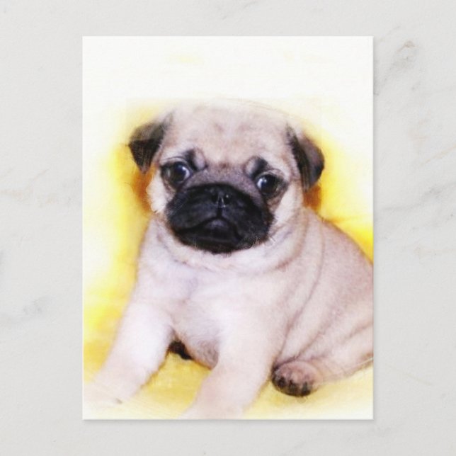 Mops Welpe-Postkarte Postkarte (Vorderseite)