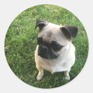 Mops-Welpe Runder Aufkleber