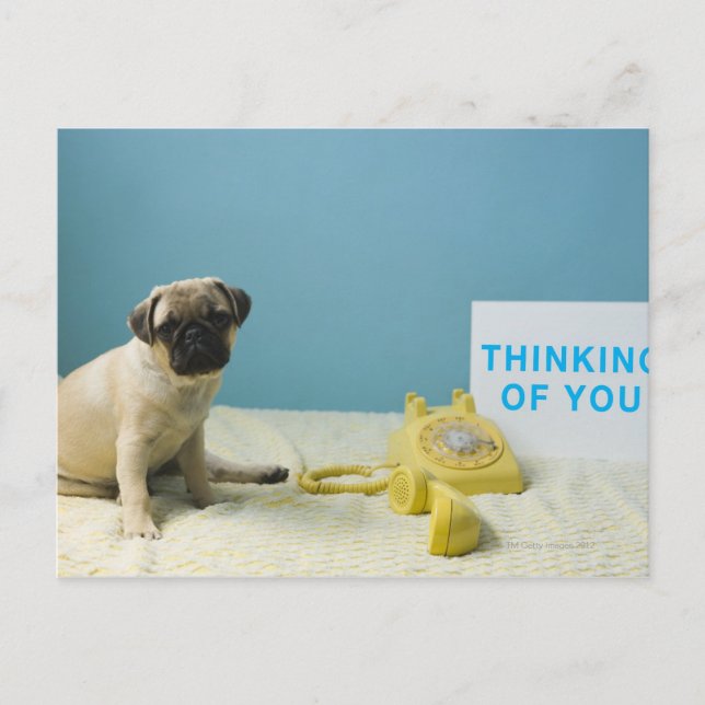 Mops Welpe sitzend auf dem Bett neben dem Telefon  Postkarte (Vorderseite)