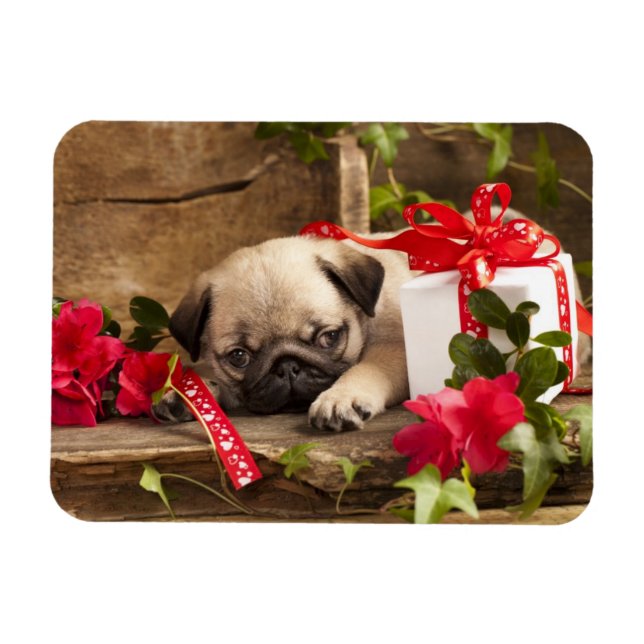 Mops Welpe und Geschenkboxen Magnet (Horizontal)
