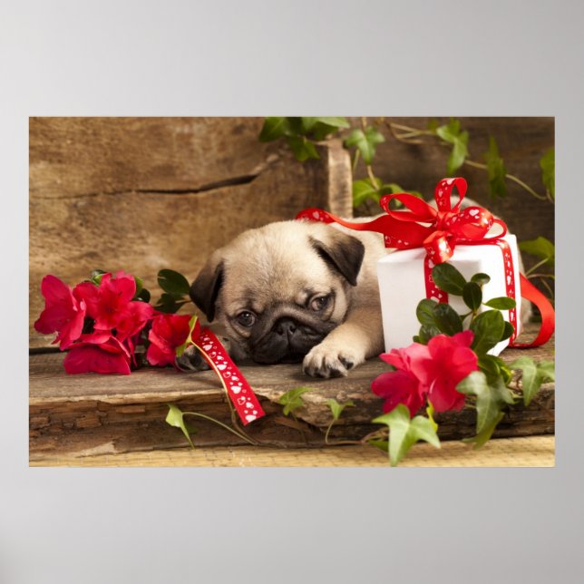 Mops Welpe und Geschenkboxen Poster (Vorne)