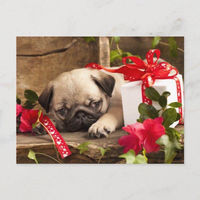 Mops Welpe und Geschenkboxen Postkarte (Vorderseite)