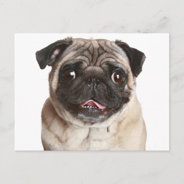 Mops Welpen Hund Gruß Postkarte (Vorderseite)